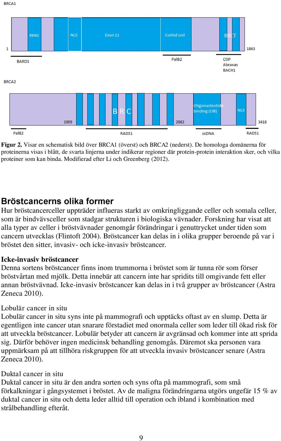 Modifierad efter Li och Greenberg (2012).