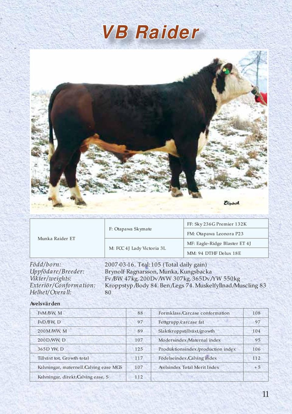 Muskelfyllnad/Muscling 83 Helhet/Overall: 80 FvM/BW, M 88 Formklass/Carcase conformation 108 FvD/BW, D 97 Fettgrupp/carcase fat 97 200M/WW, M 89 Slaktkroppstillväxt/growth 104 200D/WW, D 107