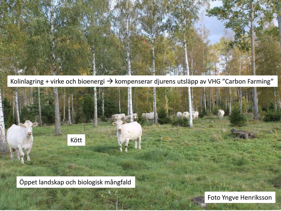 Carbon Farming Kött Öppet landskap