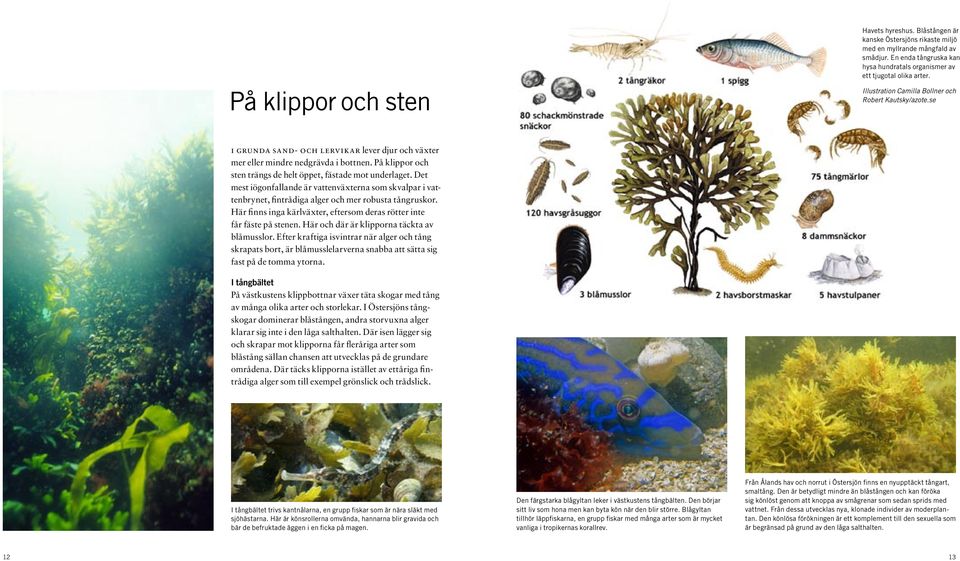 På klippor och sten trängs de helt öppet, fästade mot underlaget. Det mest iögonfallande är vattenväxterna som skvalpar i vattenbrynet, fintrådiga alger och mer robusta tångruskor.