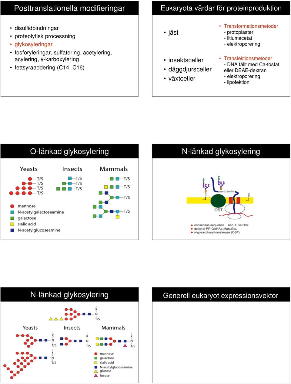 växtceller Transformationsmetoder - protoplaster - litiumacetat - elektroporering Transfektionsmetoder - DNA fällt med Ca-fosfat eller