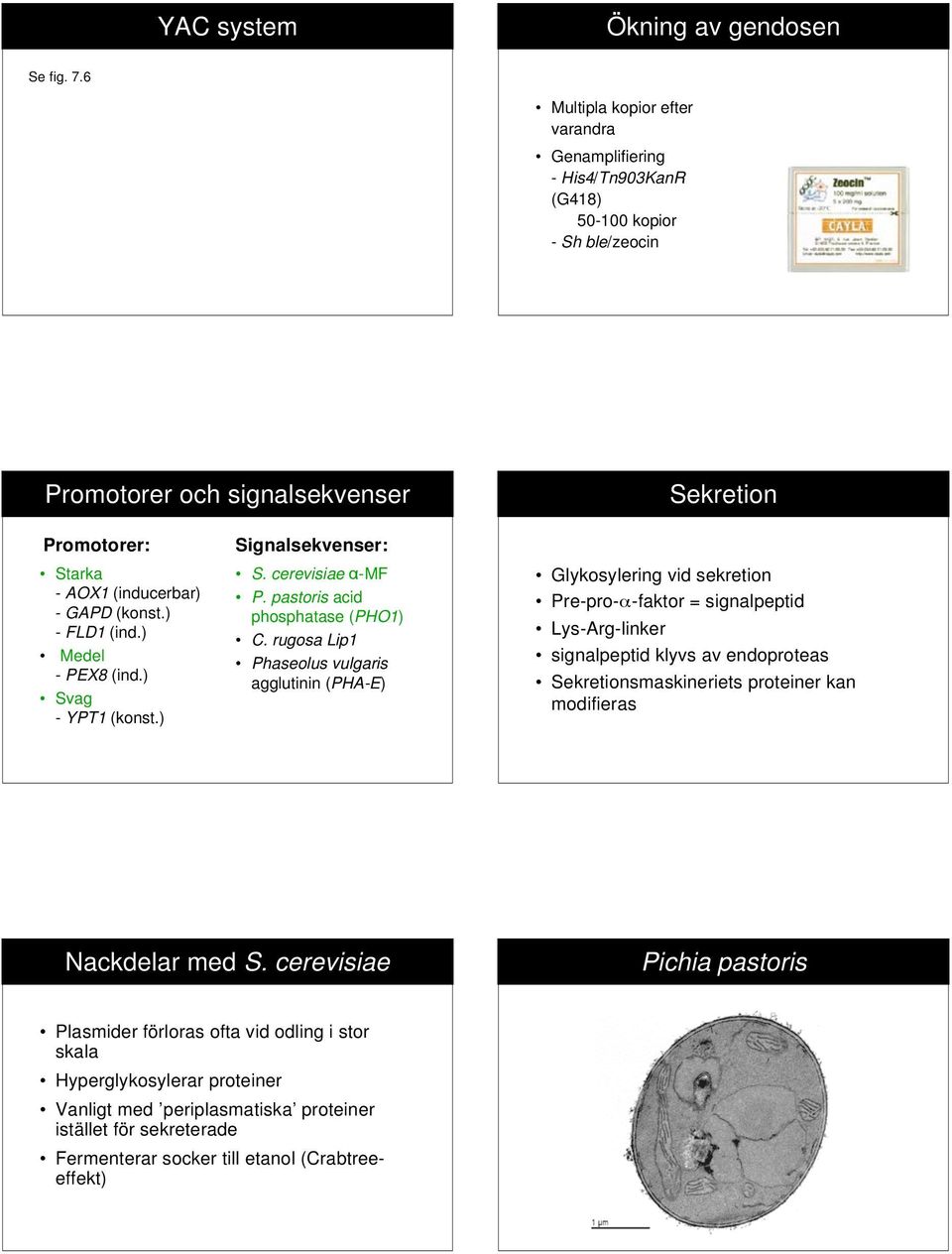 ) - FLD1 (ind.) Medel - PEX8 (ind.) Svag - YPT1 (konst.) Signalsekvenser: S. cerevisiae -MF P. pastoris acid phosphatase (PHO1) C.