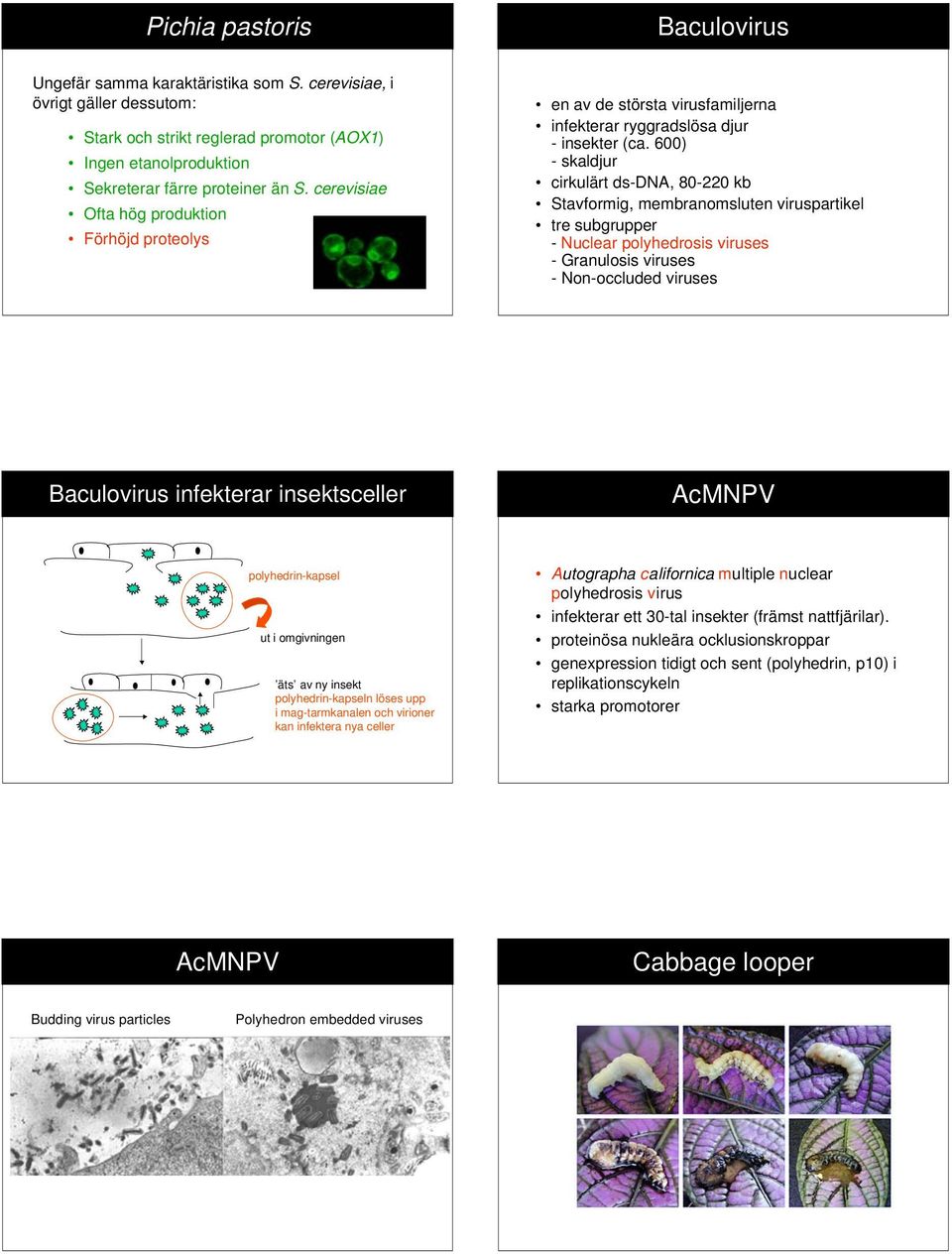 600) - skaldjur cirkulärt ds-dna, 80-220 kb Stavformig, membranomsluten viruspartikel tre subgrupper - Nuclear polyhedrosis viruses - Granulosis viruses - Non-occluded viruses Baculovirus infekterar