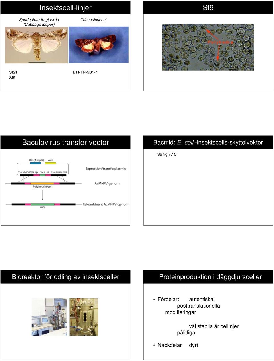 coli -insektscells-skyttelvektor Se fig 7.