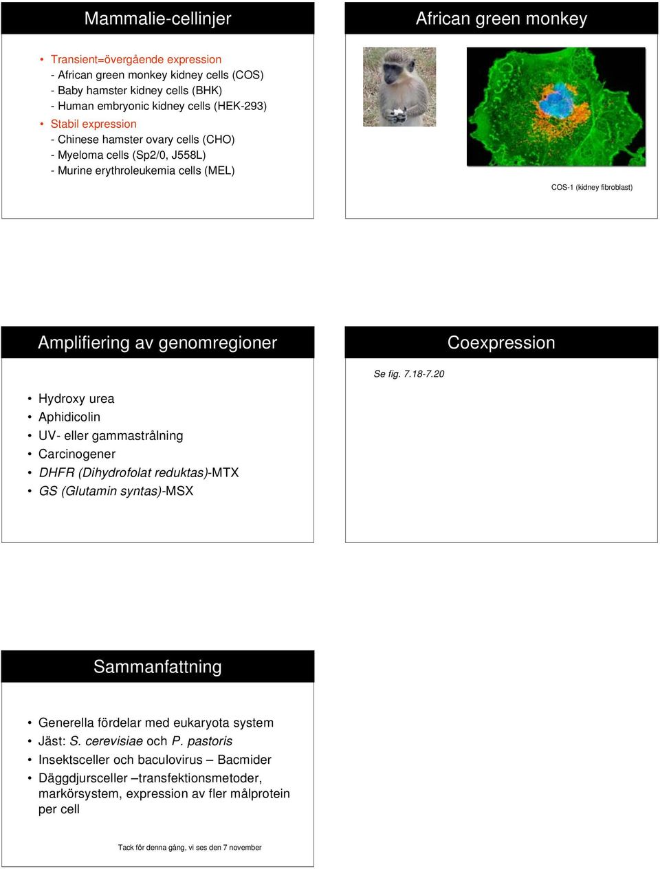 18-7.20 Hydroxy urea Aphidicolin UV- eller gammastrålning Carcinogener DHFR (Dihydrofolat reduktas)-mtx GS (Glutamin syntas)-msx Sammanfattning Generella fördelar med eukaryota system Jäst: S.