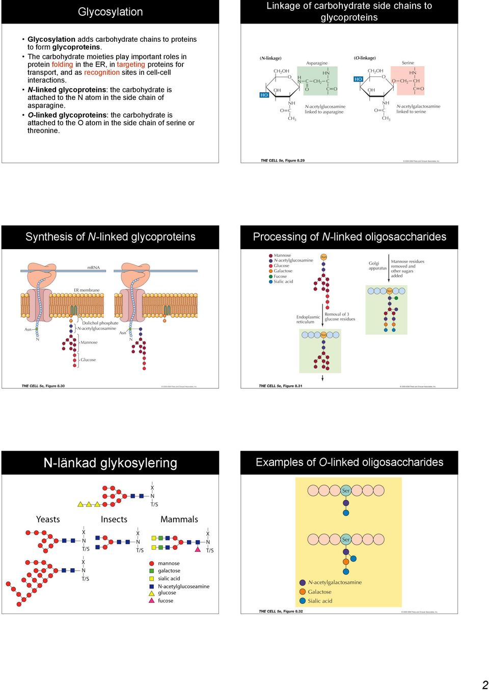 interactions. N-linked glycoproteins: the carbohydrate is attached to the N atom in the side chain of asparagine.