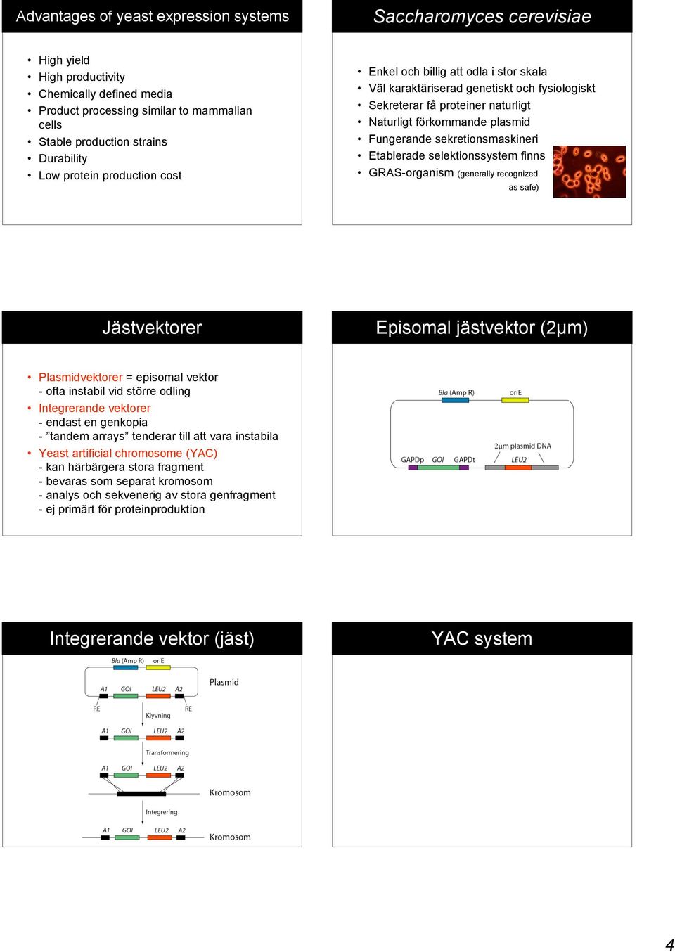 sekretionsmaskineri Etablerade selektionssystem finns GRAS-organism (generally recognized as safe) Jästvektorer Episomal jästvektor (2µm) Plasmidvektorer = episomal vektor - ofta instabil vid större