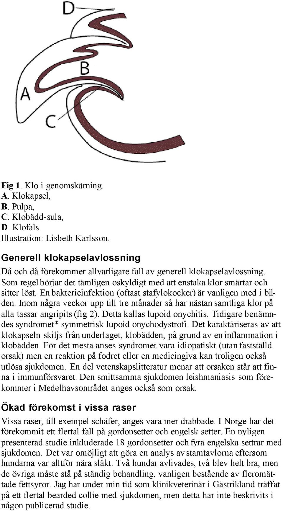 En bakterieinfektion (oftast stafylokocker) är vanligen med i bilden. Inom några veckor upp till tre månader så har nästan samtliga klor på alla tassar angripits (fig 2).