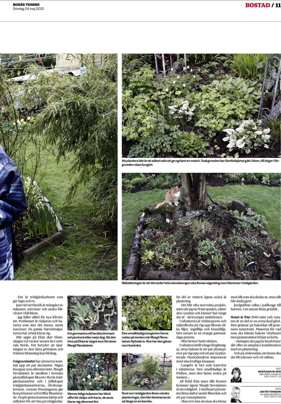 Just vid vårt besök är mängder av tulpaner, narcisser och andra lökväxter i full blom. Jag faller alltid för nya lökväxter. Problemet är rådjuren och hararna som äter det mesta, utom narcisser.