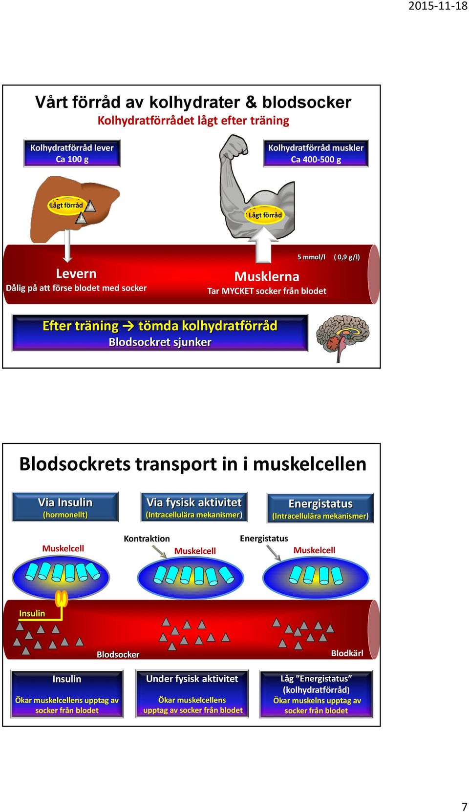 (hormonellt) Via fysisk aktivitet (Intracellulära mekanismer) Energistatus (Intracellulära mekanismer) Muskelcell Kontraktion Muskelcell Energistatus Muskelcell Insulin Blodsocker Blodkärl