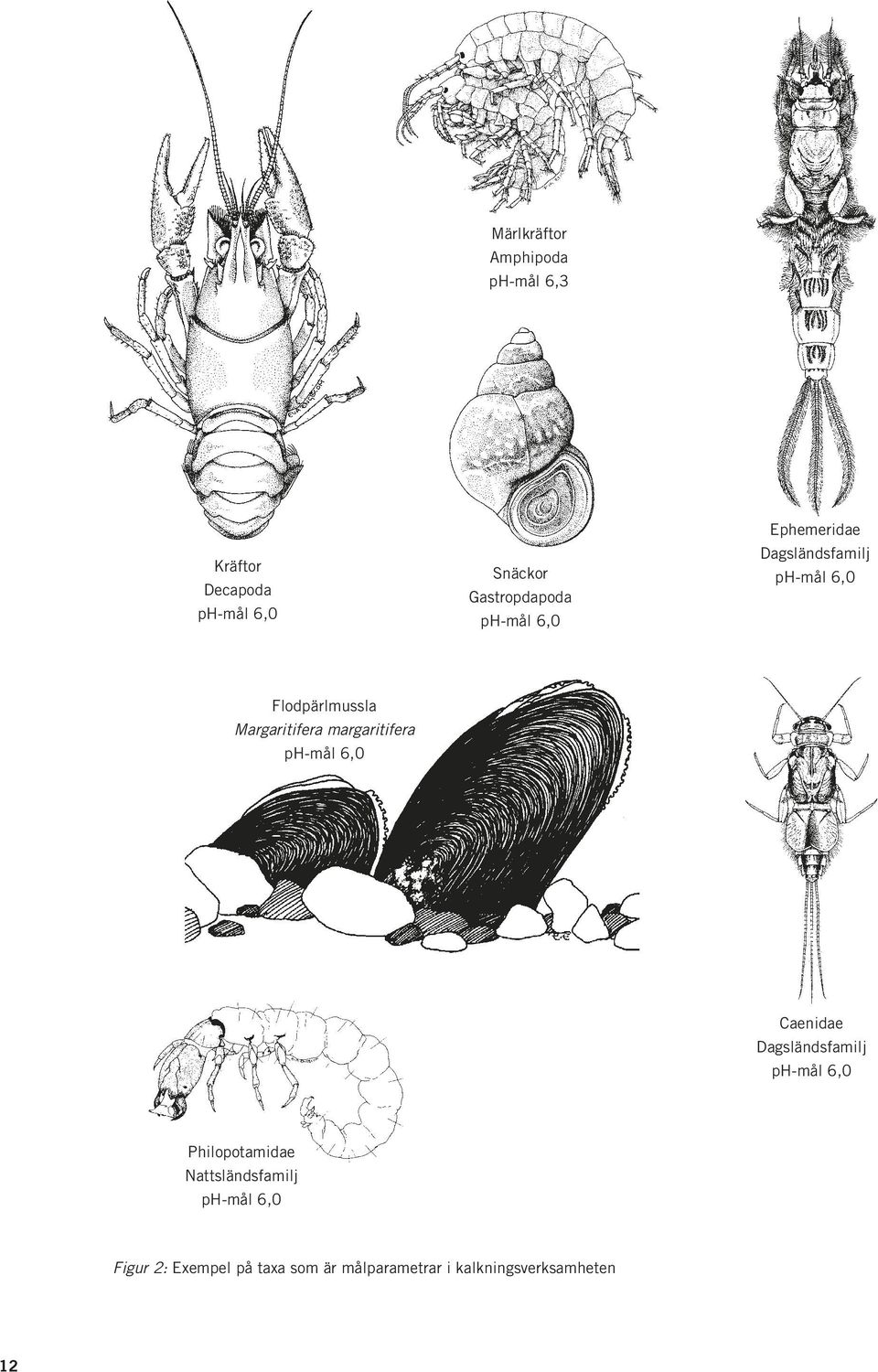 margaritifera ph-mål 6, Caenidae Dagsländsfamilj ph-mål 6, Philopotamidae