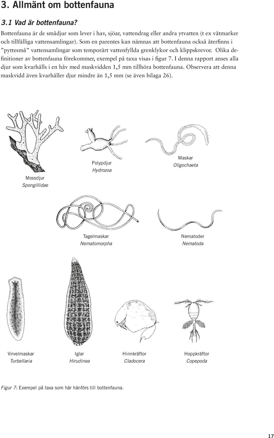 Olika definitioner av bottenfauna förekommer, exempel på taxa visas i figur 7. I denna rapport anses alla djur som kvarhålls i en håv med maskvidden 1,5 mm tillhöra bottenfauna.