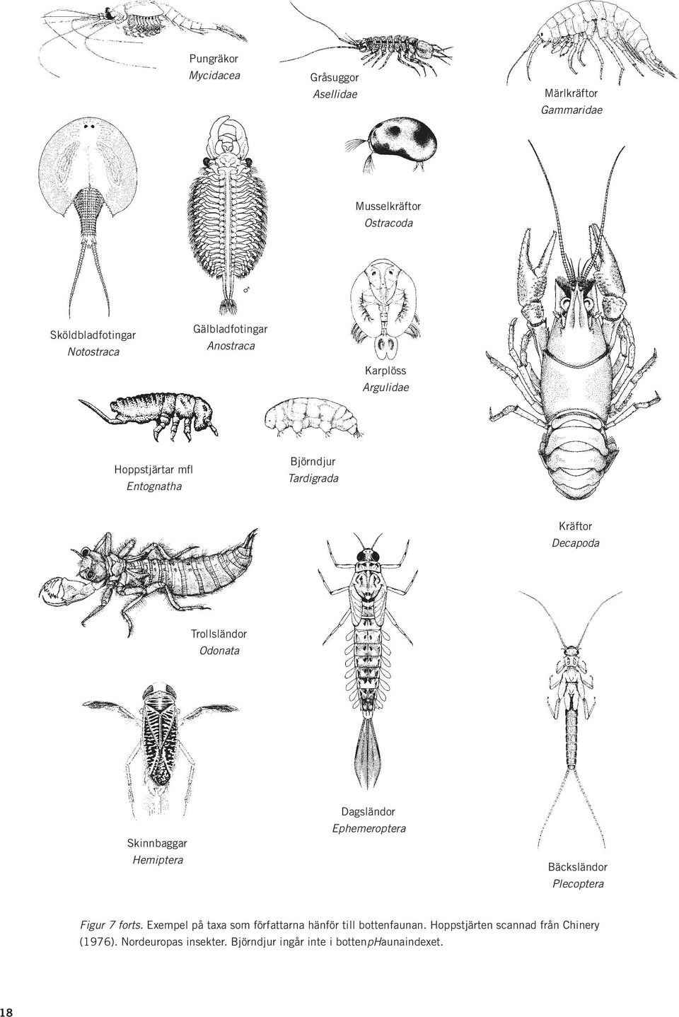 Odonata Skinnbaggar Hemiptera Dagsländor Ephemeroptera Bäcksländor Plecoptera Figur 7 forts.