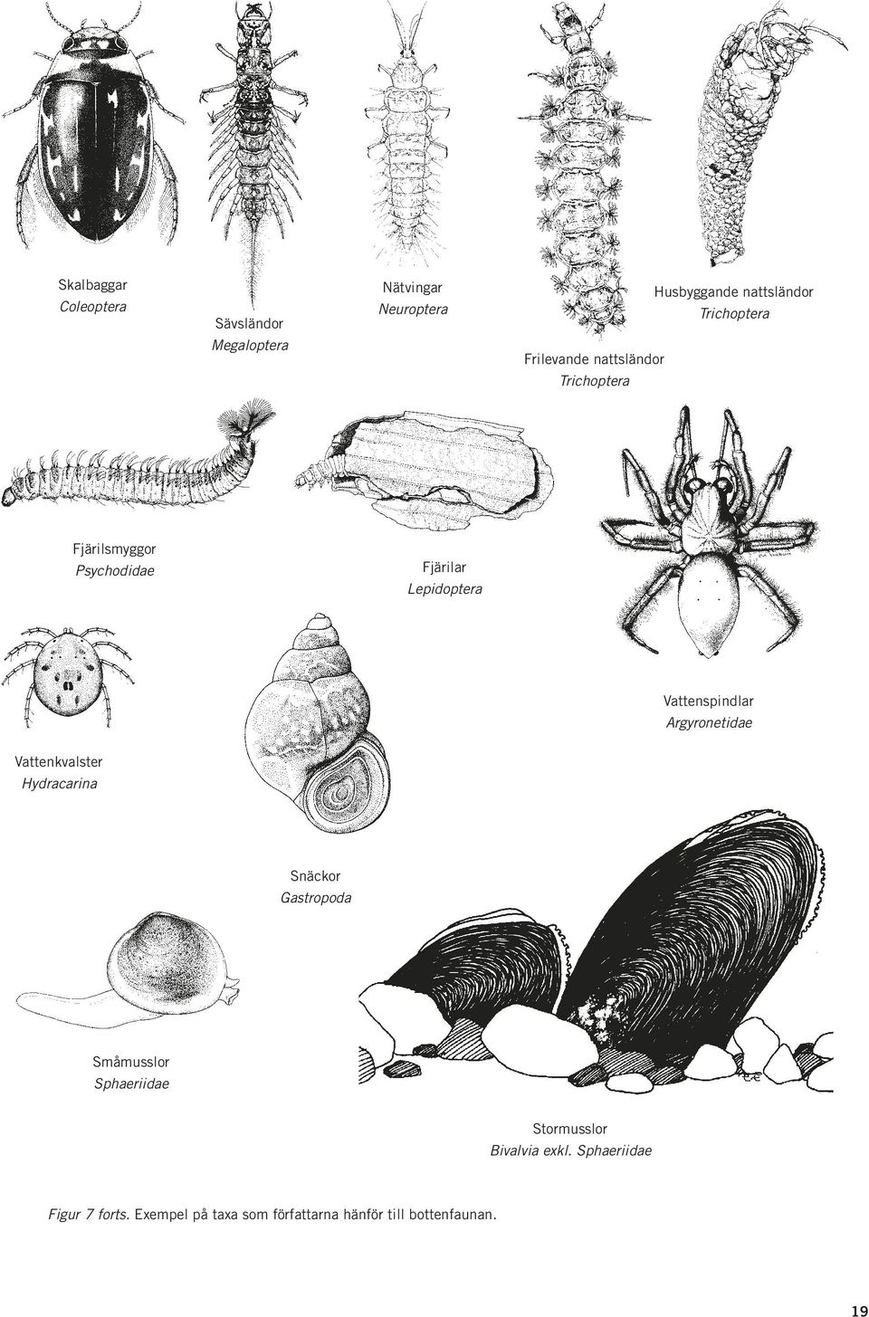 Vattenspindlar Argyronetidae Vattenkvalster Hydracarina Snäckor Gastropoda Småmusslor Sphaeriidae