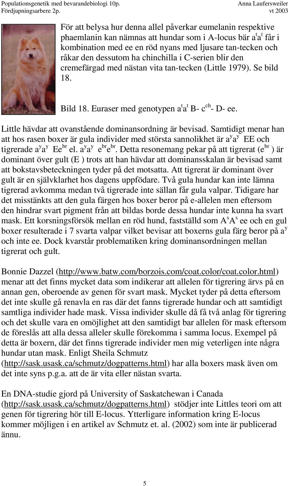 den dessutom ha chinchilla i C-serien blir den cremefärgad med nästan vita tan-tecken (Little 1979). Se bild 18. Bild 18. Euraser med genotypen a t a t B- c ch - D- ee.