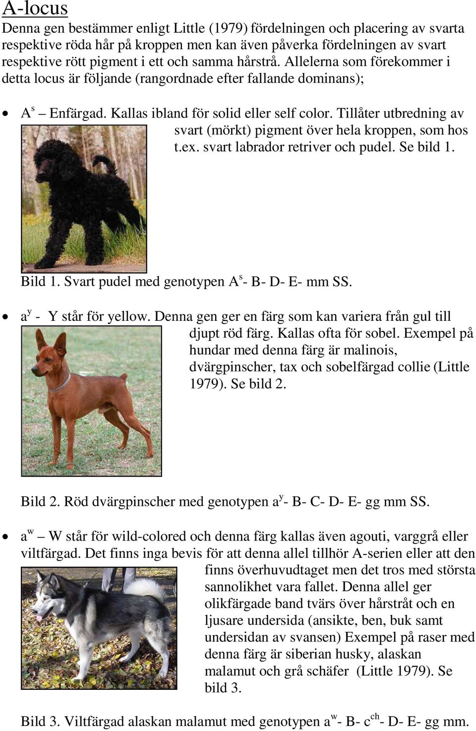 Tillåter utbredning av svart (mörkt) pigment över hela kroppen, som hos t.ex. svart labrador retriver och pudel. Se bild 1. Bild 1. Svart pudel med genotypen A s - B- D- E- mm SS.