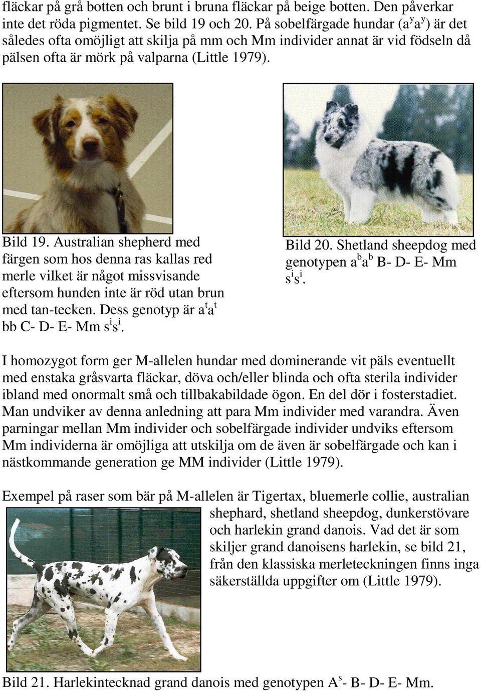 Australian shepherd med färgen som hos denna ras kallas red merle vilket är något missvisande eftersom hunden inte är röd utan brun med tan-tecken. Dess genotyp är a t a t bb C- D- E- Mm s i s i.