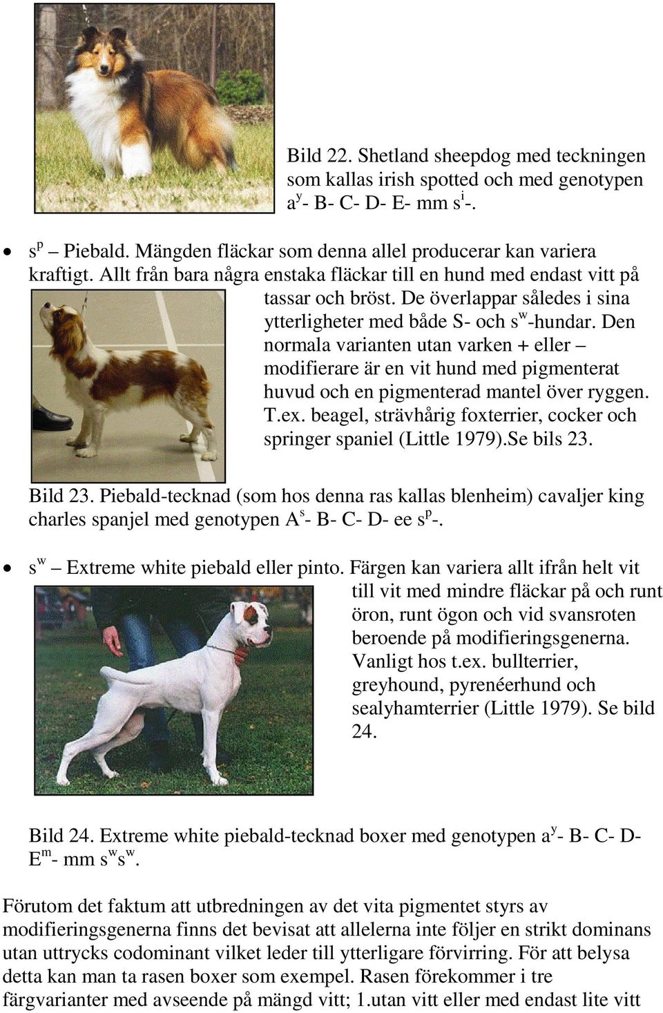 Den normala varianten utan varken + eller modifierare är en vit hund med pigmenterat huvud och en pigmenterad mantel över ryggen. T.ex.