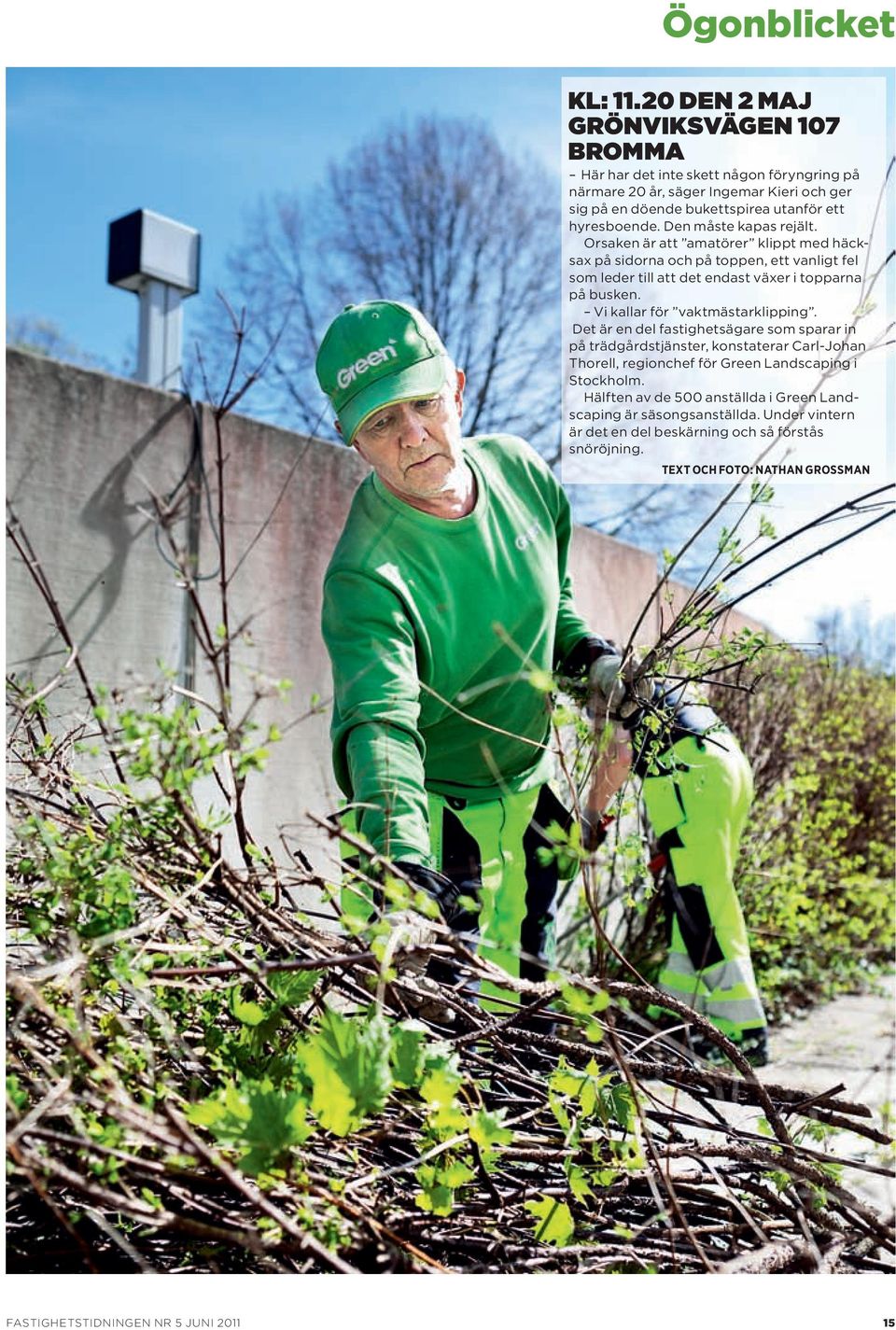 Den måste kapas rejält. orsaken är att amatörer klippt med häcksax på sidorna och på toppen, ett vanligt fel som leder till att det endast växer i topparna på busken.