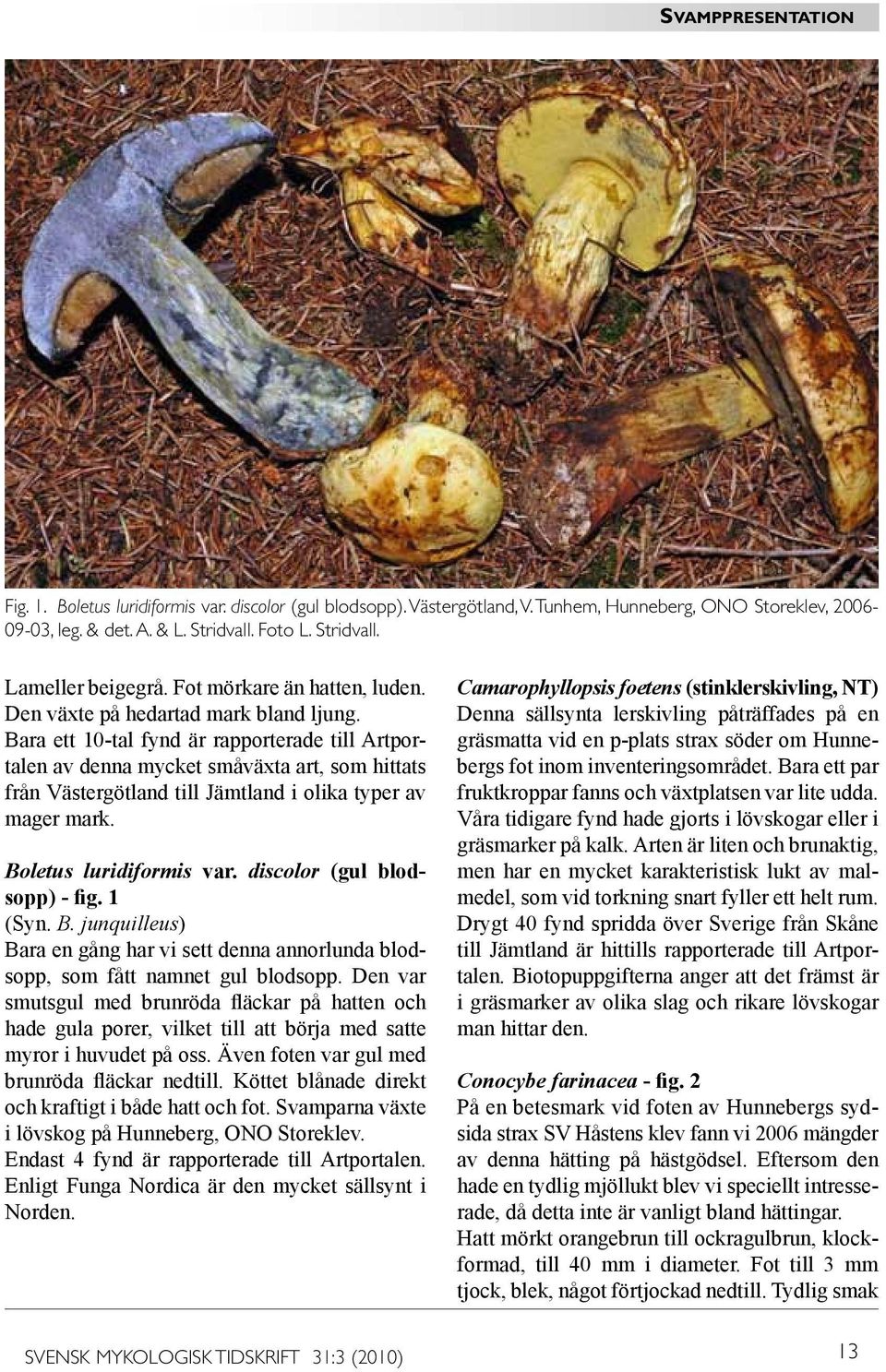 Bara ett 10-tal fynd är rapporterade till Artportalen av denna mycket småväxta art, som hittats från Västergötland till Jämtland i olika typer av mager mark. Boletus luridiformis var.