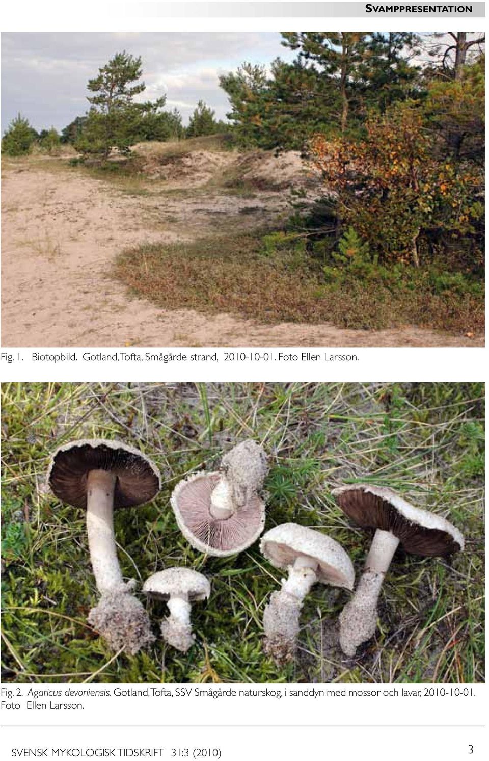 Gotland, Tofta, SSV Smågårde naturskog, i sanddyn med mossor och