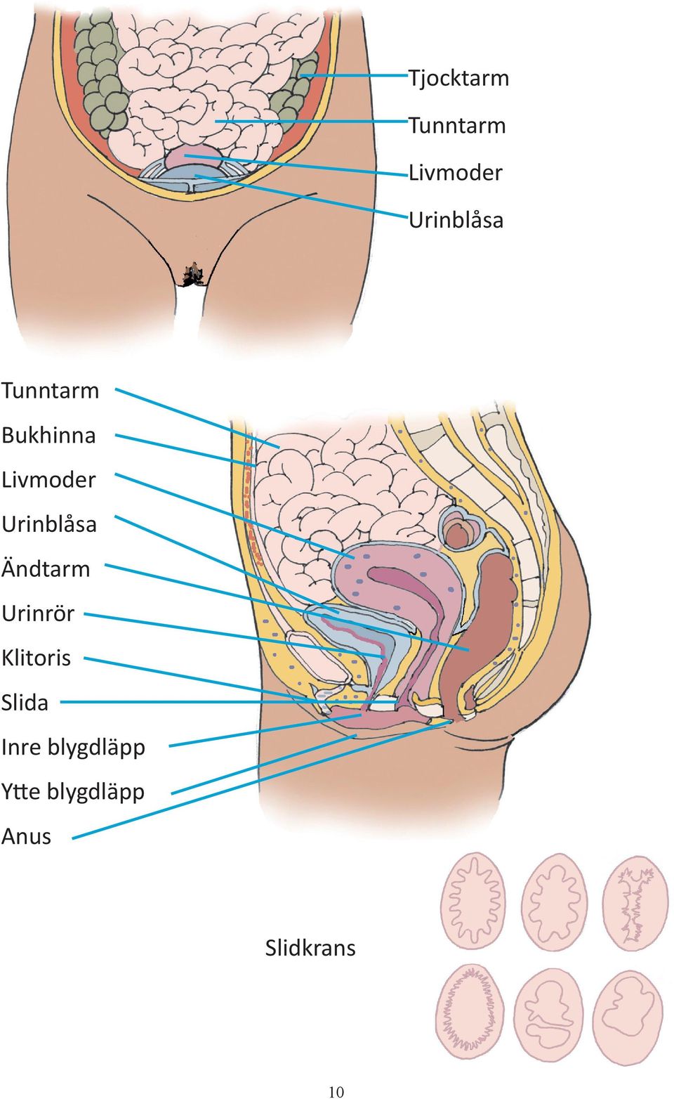 Ändtarm Urinrör Klitoris Slida Inre
