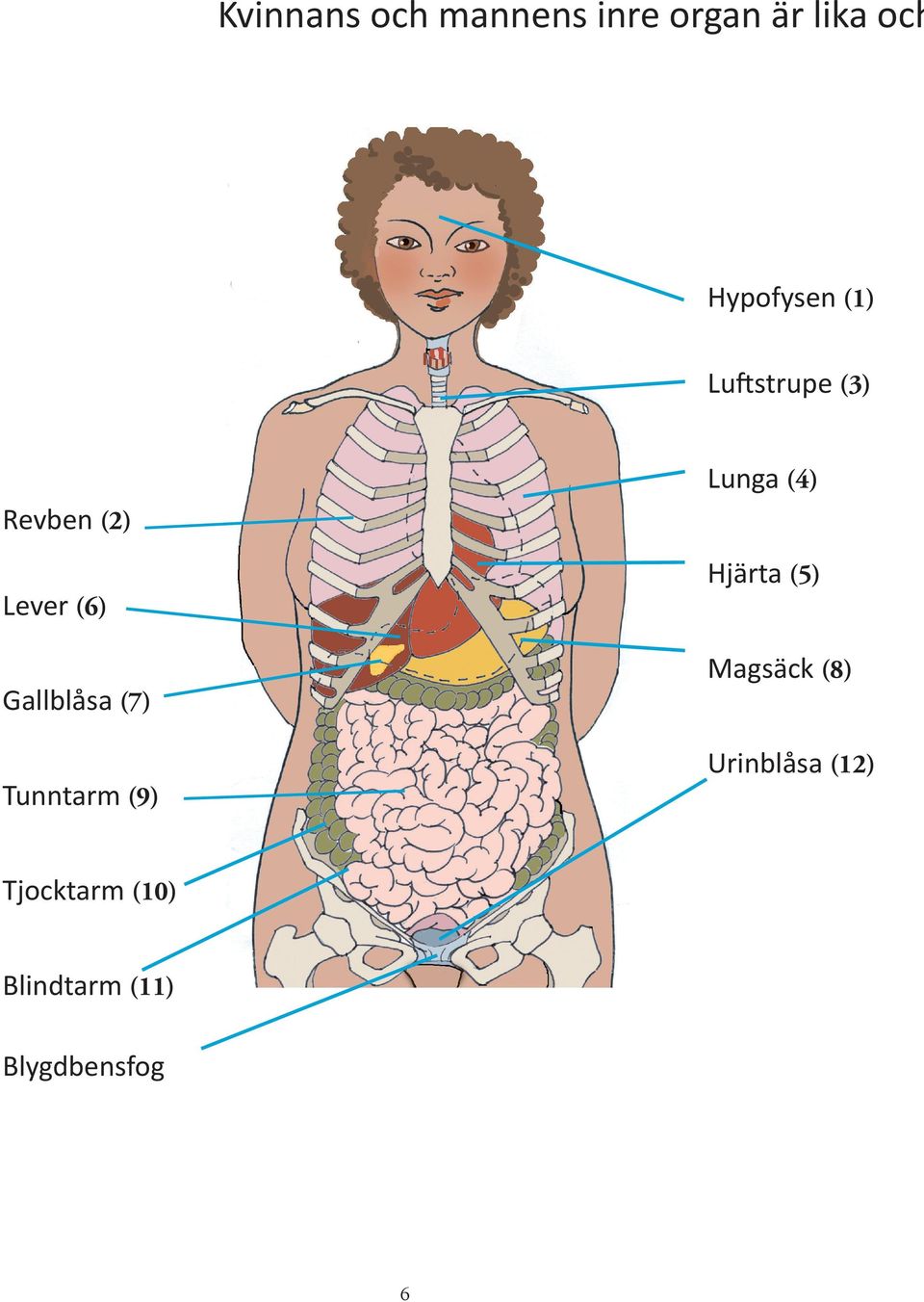 Lever (6) Magsäck (8) Gallblåsa (7) Urinblåsa (12)