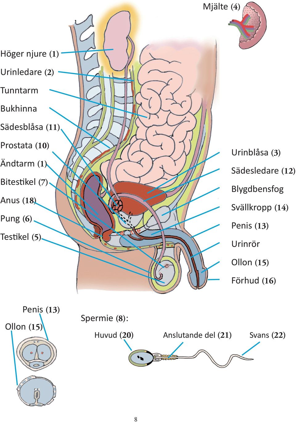 (3) Sädesledare (12) Blygdbensfog Svällkropp (14) Penis (13) Urinrör Ollon (15)