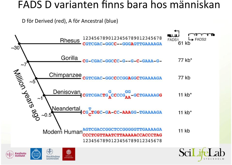 människan D för