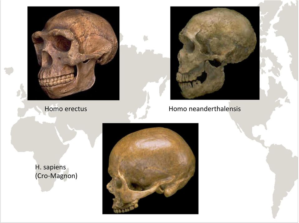 Magnon) Homo