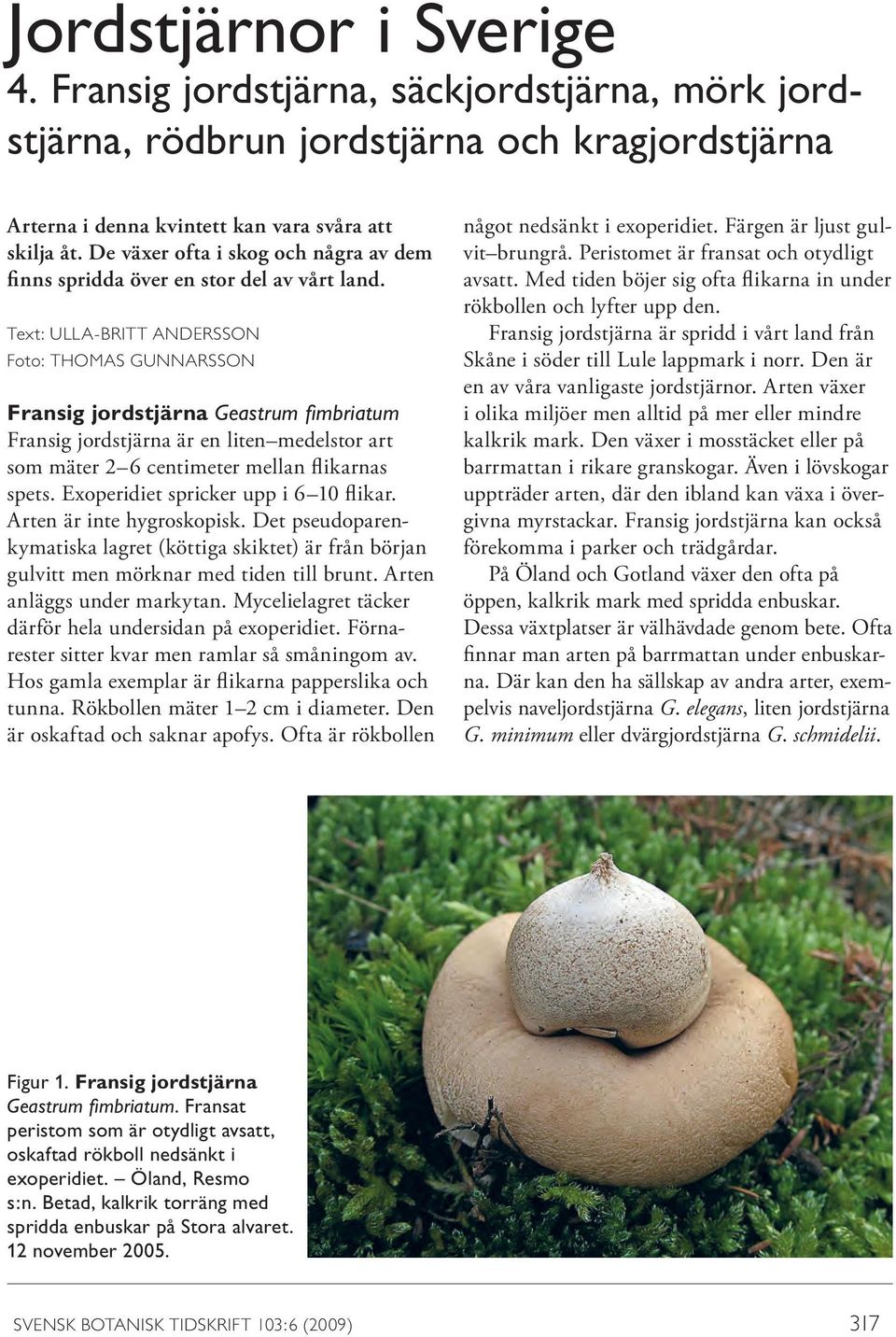 Text: ULLA-BRITT ANDERSSON Foto: THOMAS GUNNARSSON Fransig jordstjärna Geastrum fimbriatum Fransig jordstjärna är en liten medelstor art som mäter 2 6 centimeter mellan flikarnas spets.