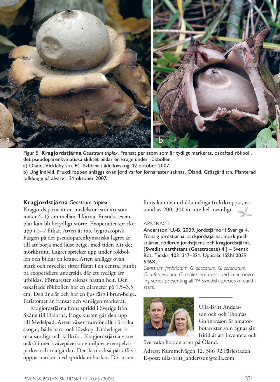 21 oktober 2007. Kragjordstjärna Geastrum triplex Kragjordstjärna är en medelstor stor art som mäter 4 15 cm mellan flikarna. Enstaka exemplar kan bli betydligt större.