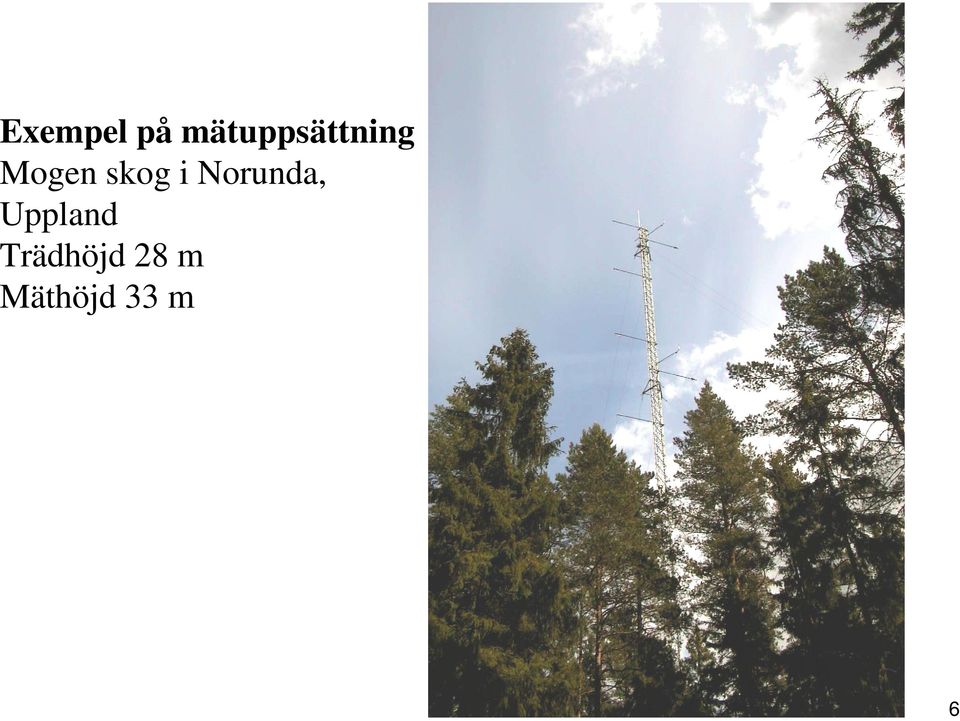 skog i Norunda,