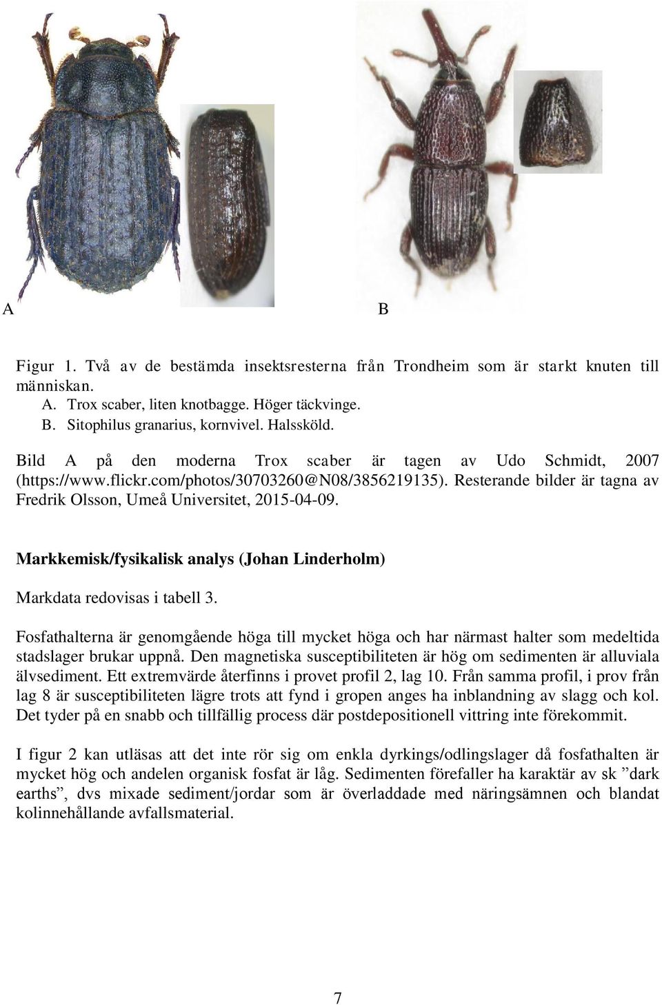 Markkemisk/fysikalisk analys (Johan Linderholm) Markdata redovisas i tabell 3. Fosfathalterna är genomgående höga till mycket höga och har närmast halter som medeltida stadslager brukar uppnå.