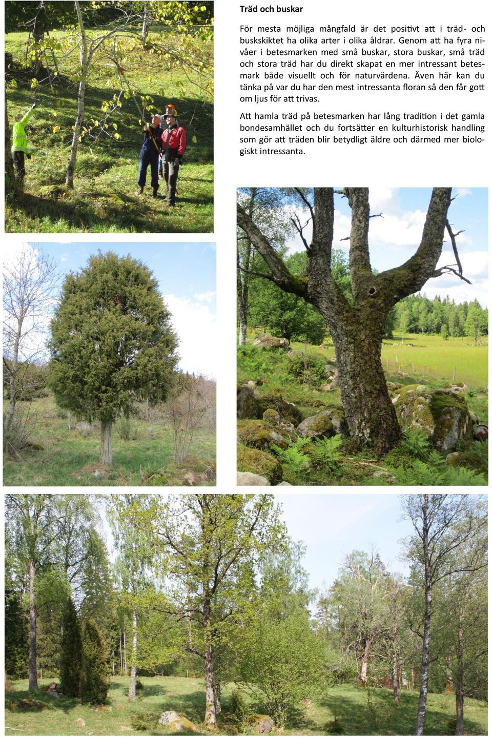 visuellt och för naturvärdena. Även här kan du tänka på var du har den mest intressanta floran så den får gott om ljus för att trivas.