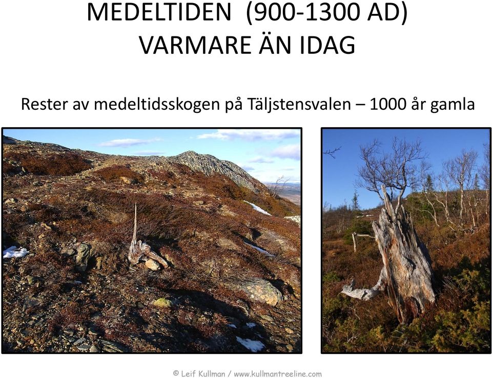 av medeltidsskogen på