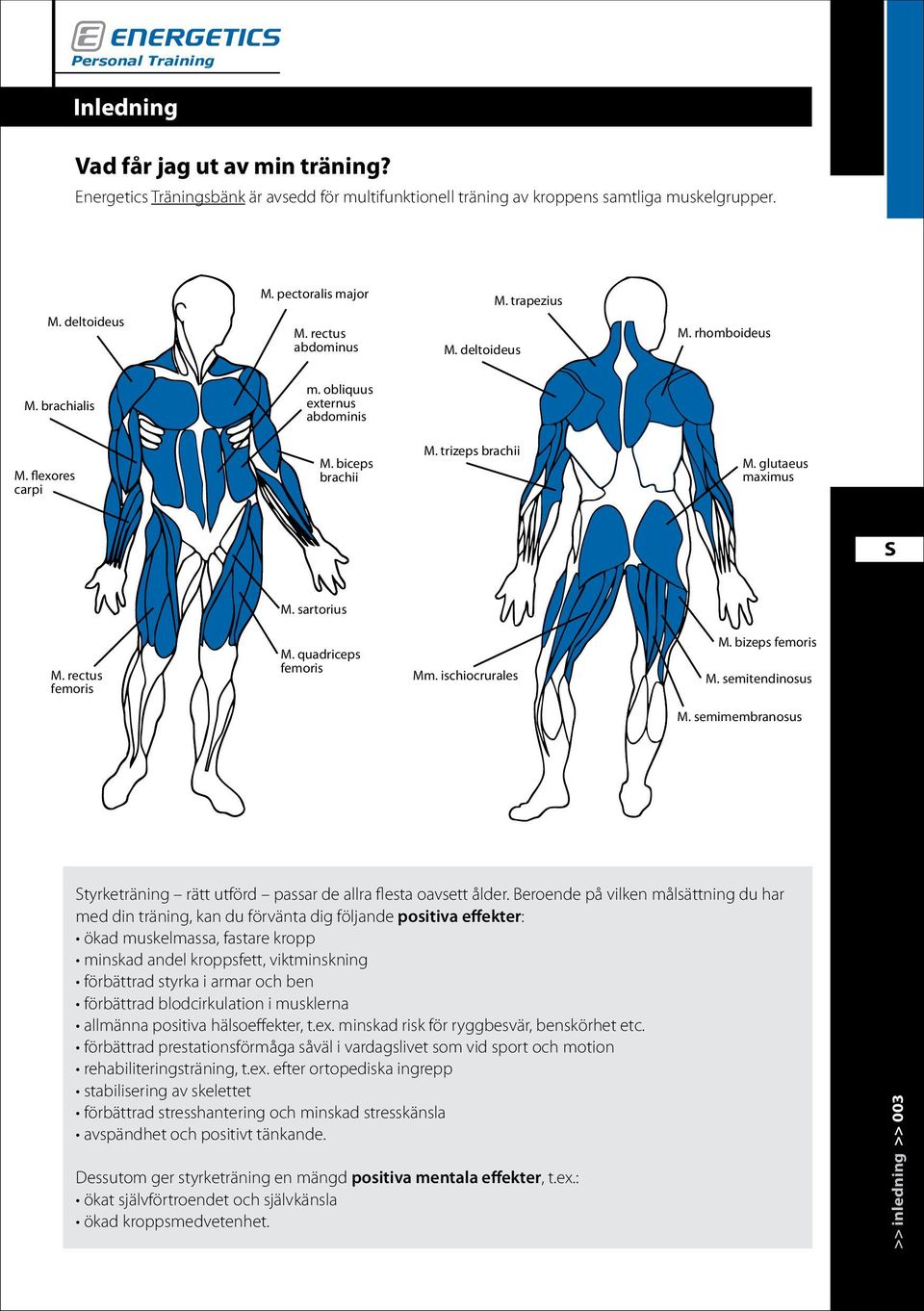 quadriceps femoris Mm. ischiocrurales M. bizeps femoris M. semitendinosus M. semimembranosus tyrketräning rätt utförd passar de allra flesta oavsett ålder.