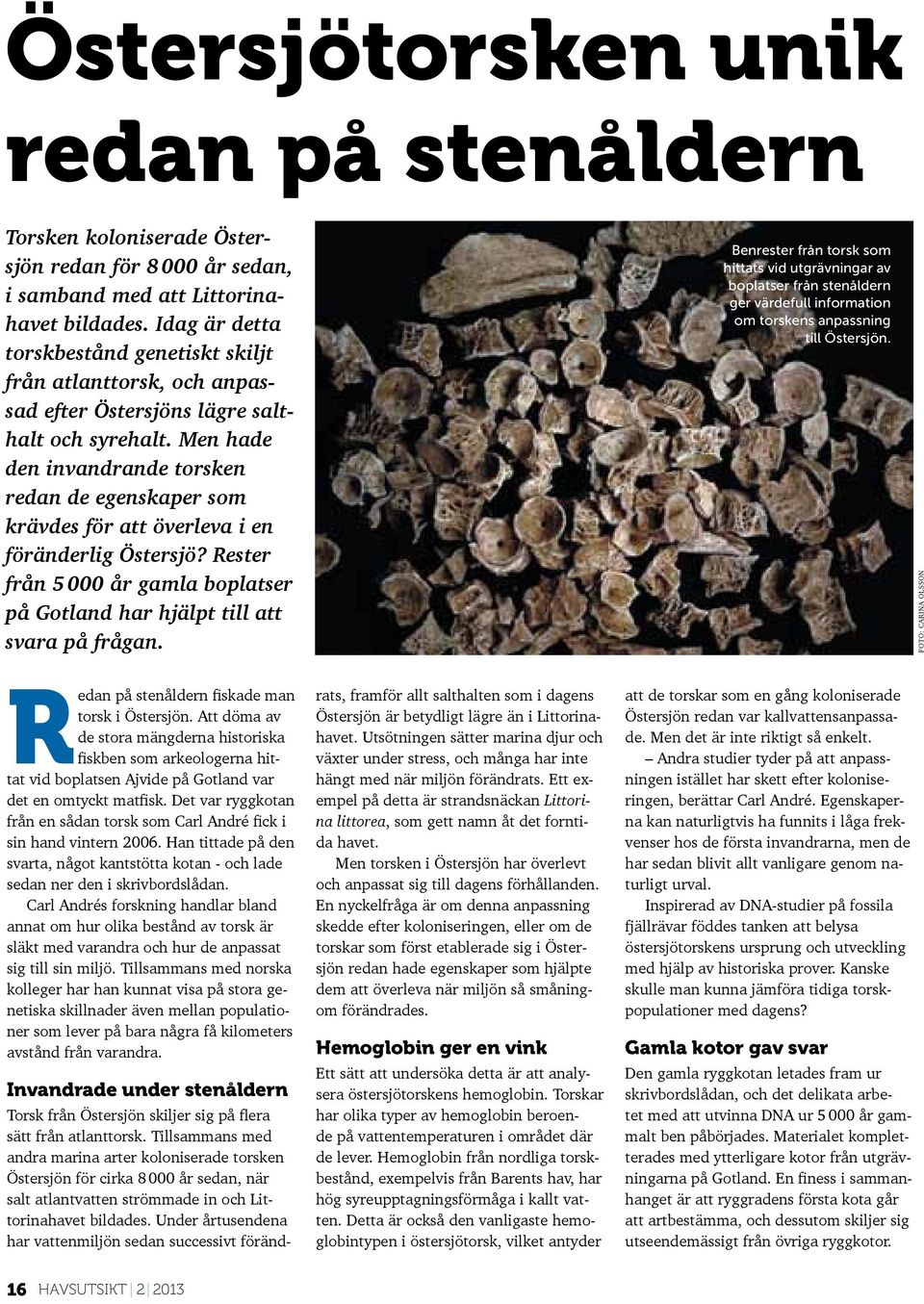 Men hade den invandrande torsken redan de egenskaper som krävdes för att överleva i en föränderlig Östersjö? Rester från 5 000 år gamla boplatser på Gotland har hjälpt till att svara på frågan.