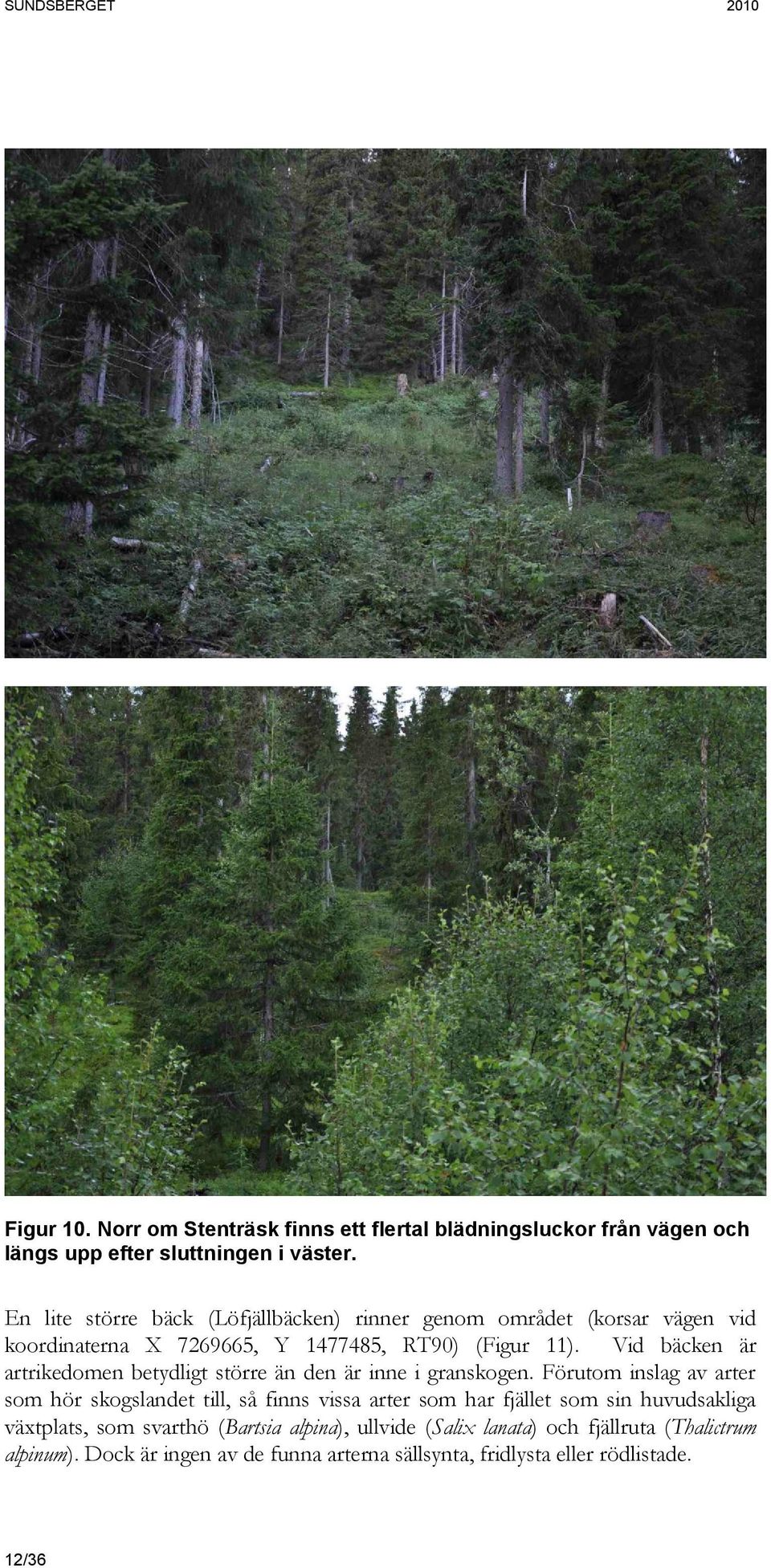 Vid bäcken är artrikedomen betydligt större än den är inne i granskogen.