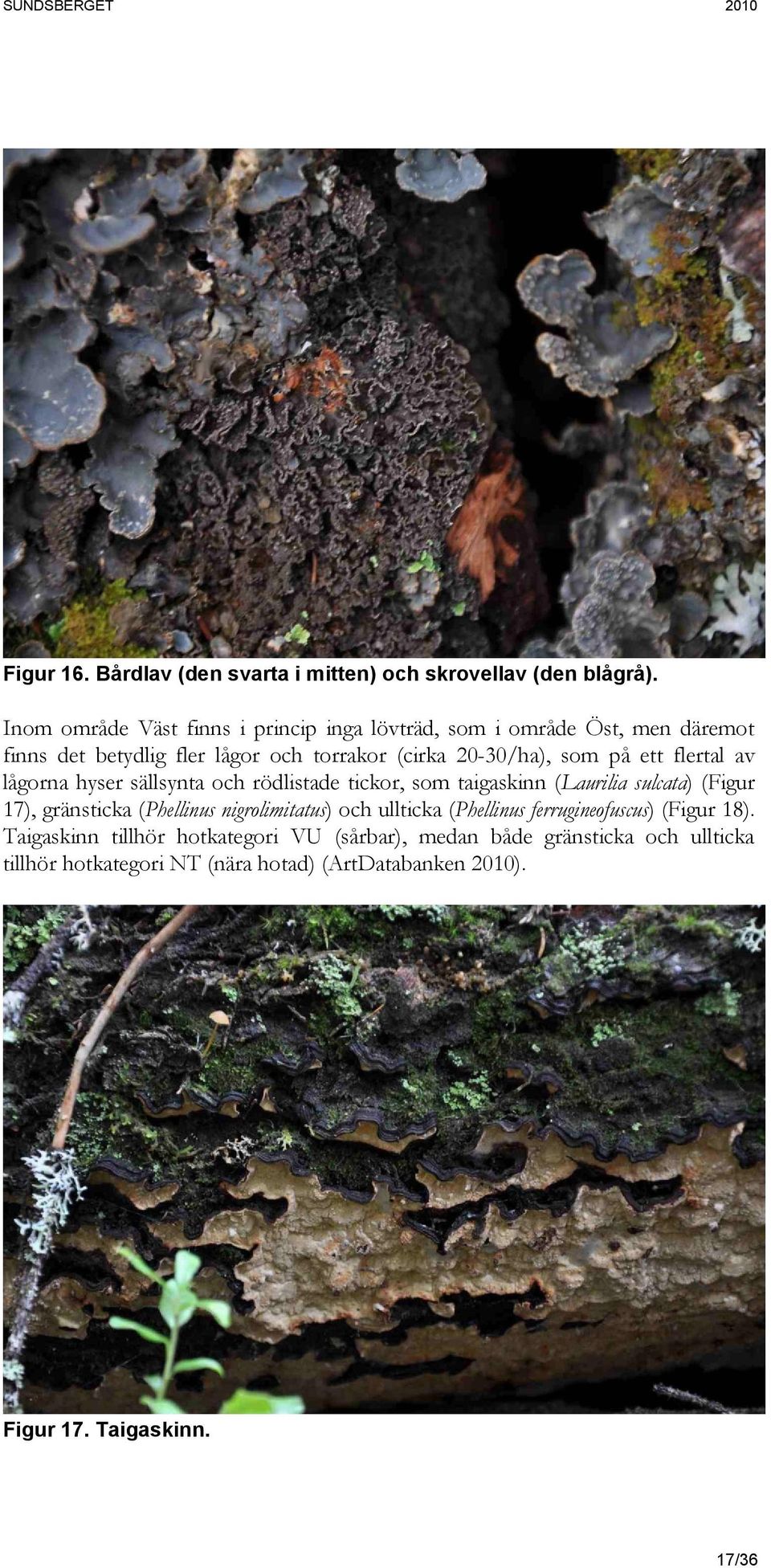 ett flertal av lågorna hyser sällsynta och rödlistade tickor, som taigaskinn (Laurilia sulcata) (Figur 17), gränsticka (Phellinus