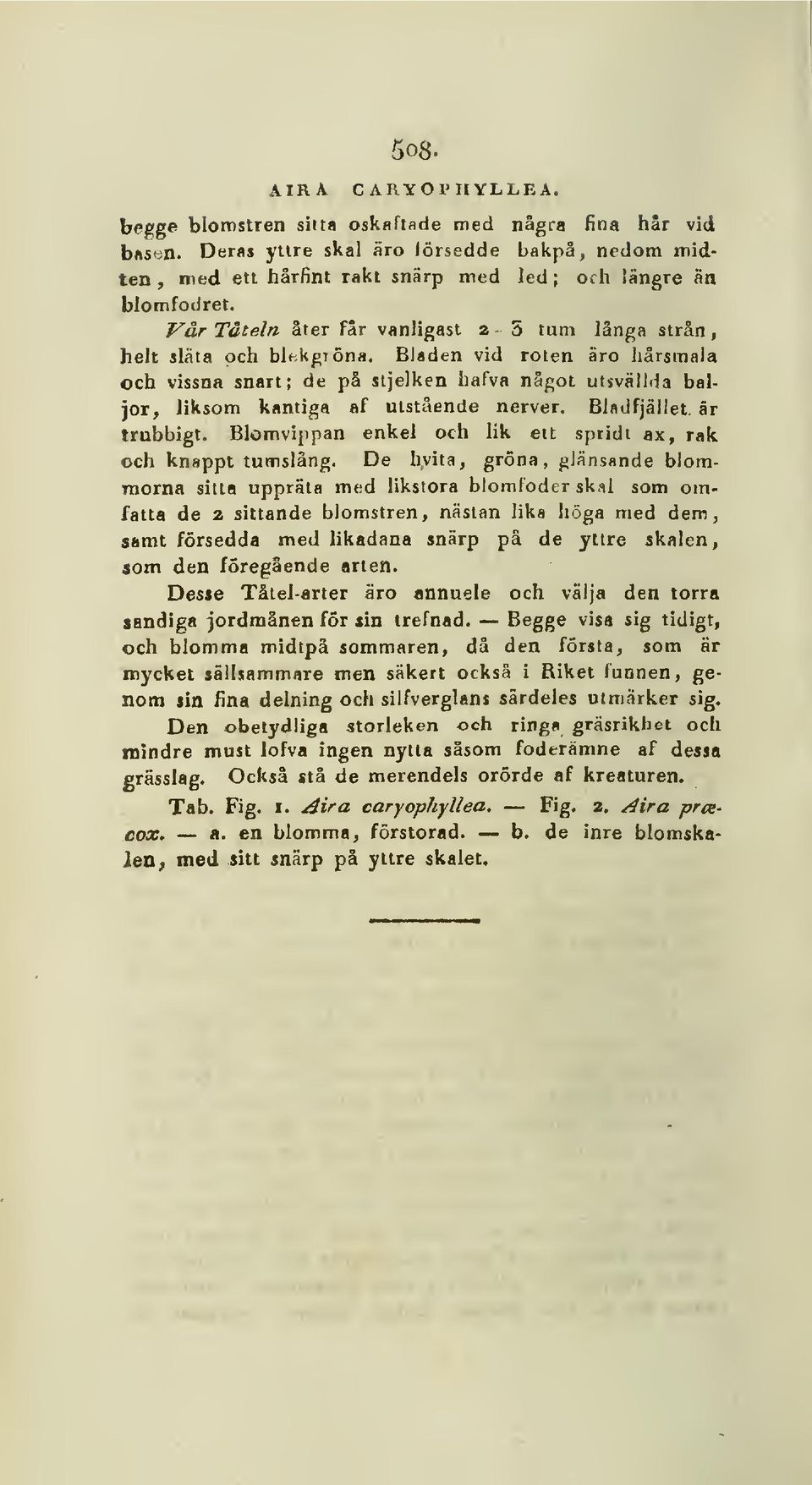 Bladen vid roten äro hårsmala och vissna snart; de på sijelken hafva något utsvällda baljor, liksom kantiga af utstående nerver. Bifldfjället är trubbigt.