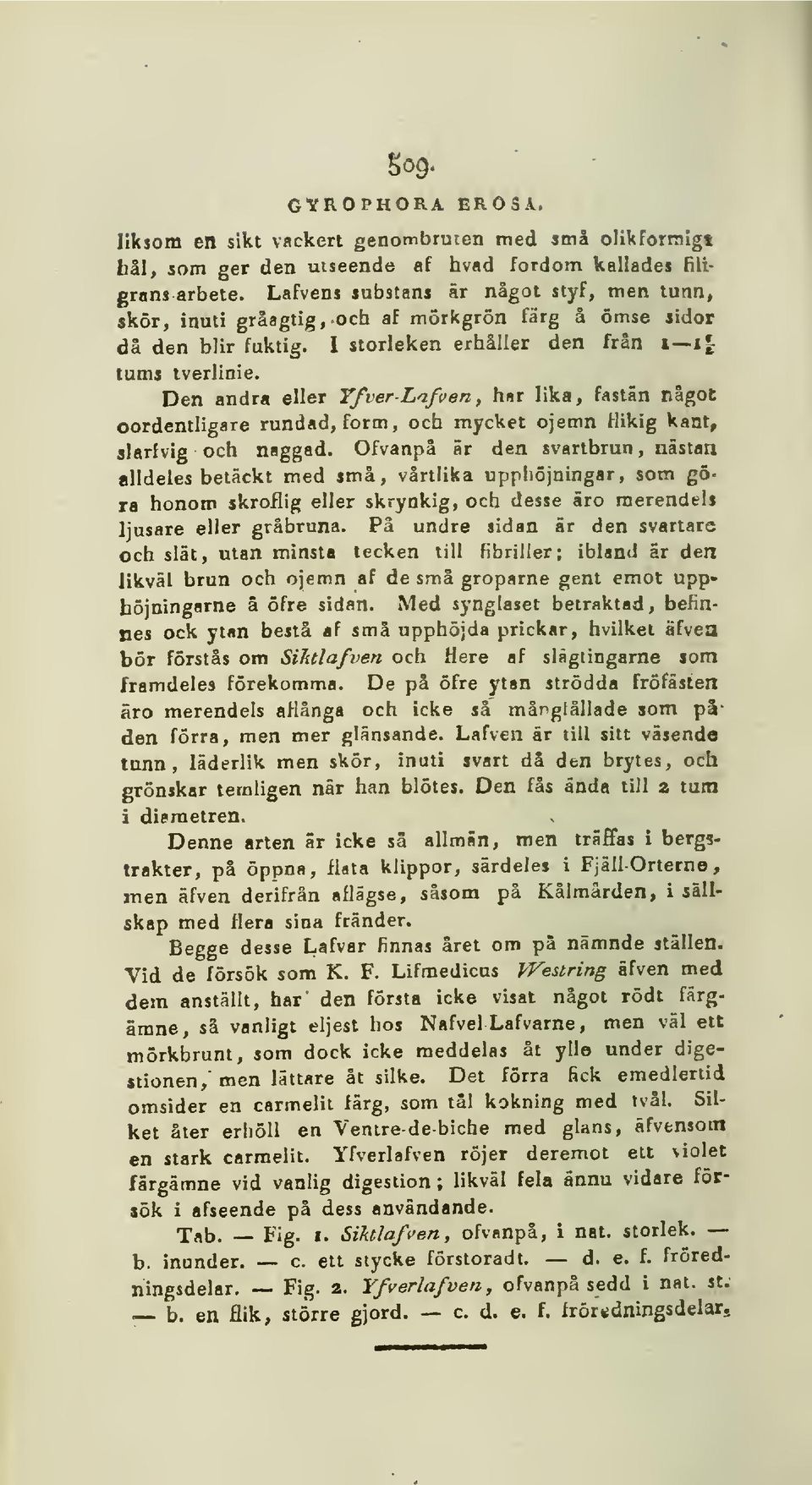 Den andra eller Yfver-Lafven, har lika, fastän något oordentligare rundad, form, och mycket ojemn flikig kant, slarfvig och naggad.