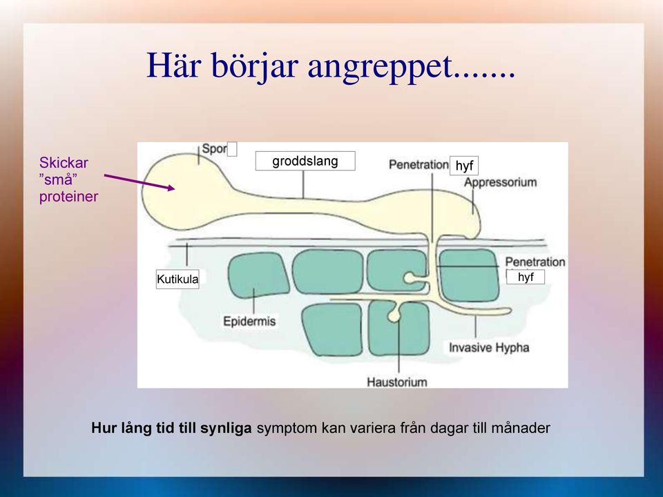 hyf Kutikula hyf Hur lång tid till