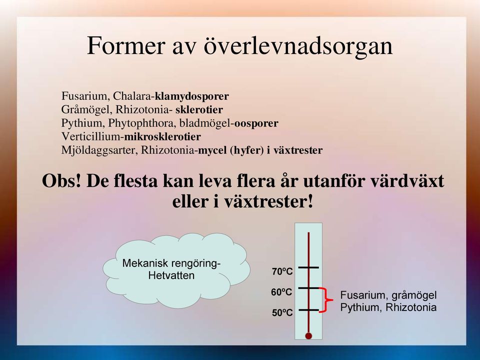 Rhizotonia-mycel (hyfer) i växtrester Obs!