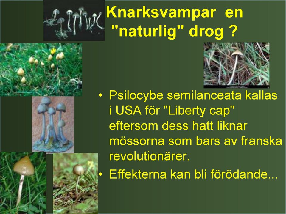 "Liberty cap" eftersom dess hatt liknar