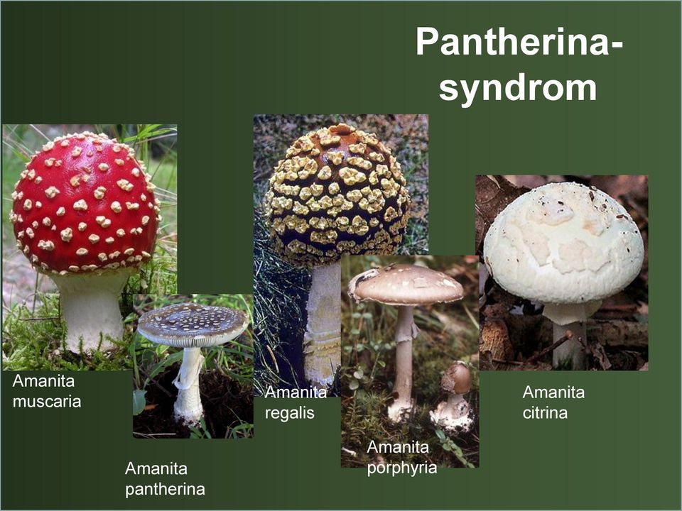 Amanita citrina Amanita