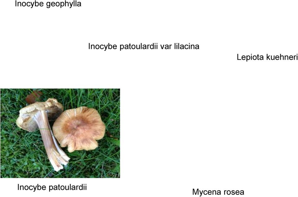 lilacina Lepiota