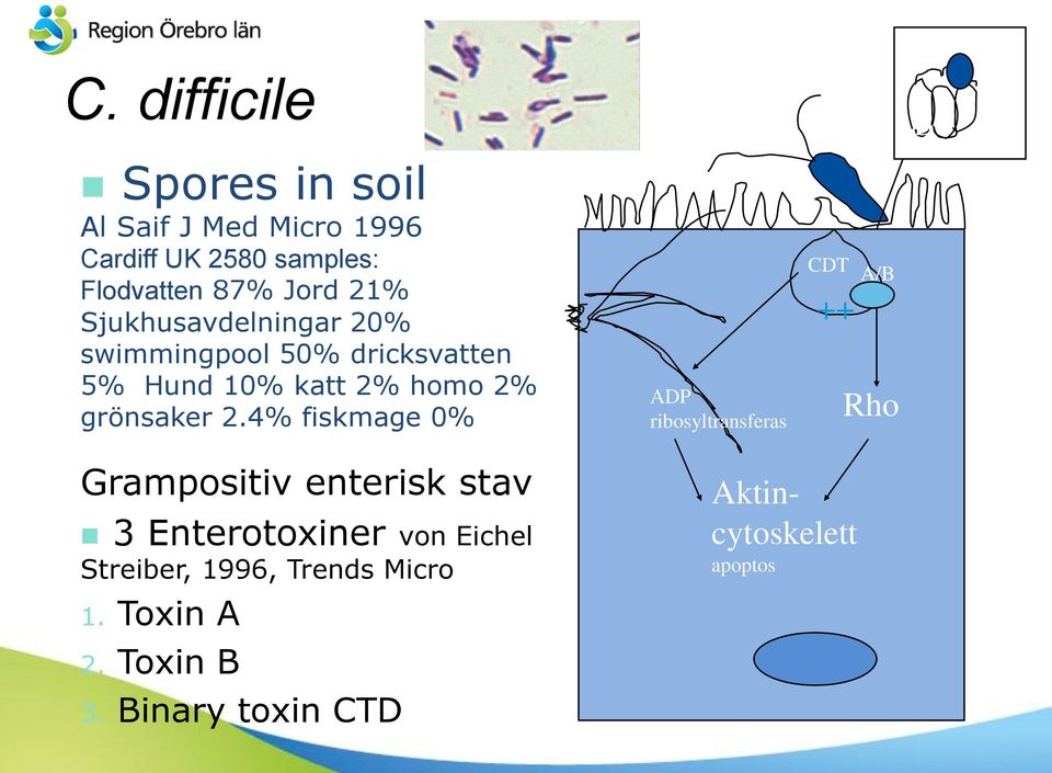 2.4% fiskmage 0% TJ ADP ribosyltransferas CDT ++ A/B Rho Grampositiv enterisk stav 3 Enterotoxiner