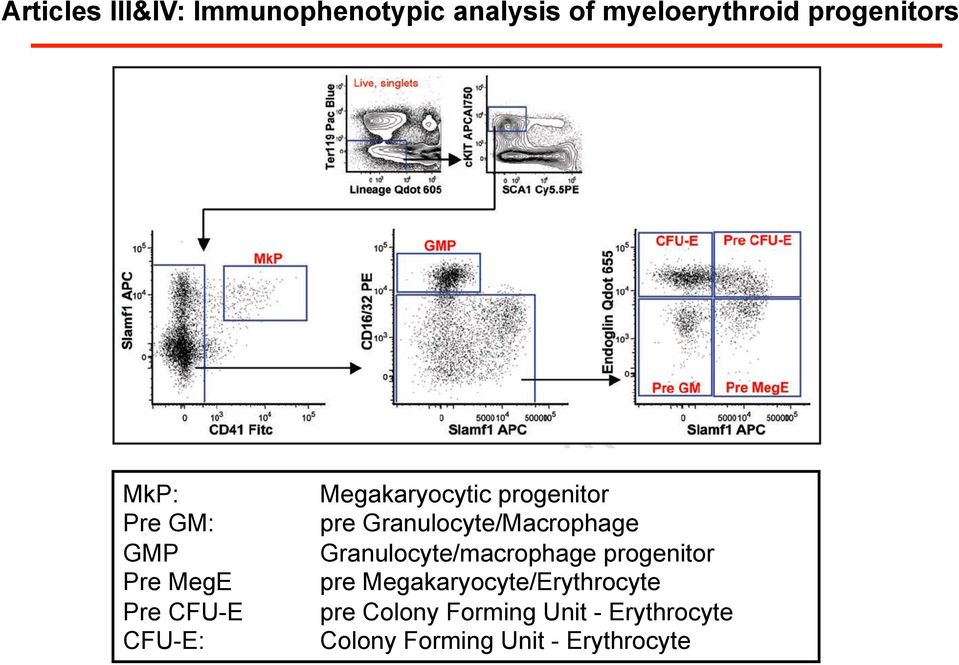 Granulocyte/macrophage progenitor Pre MegE pre Megakaryocyte/Erythrocyte