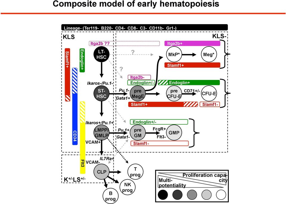Itga2b- Endoglin+/- pre MegE Slamf1+ Itga2b+ MkP* Slamf1+ Endoglin+ pre CFU-E CD71+/- Meg* CFU-E Slamf1- KLS-